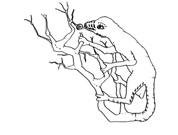 Fig. 1: El Árbol del Conocimiento: Nada de lo que le sucede a un ser vivo es independiente de él. (Dibujo de Marcelo M. Maturana)